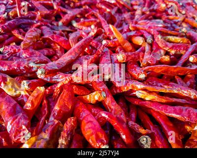 A close up shot of dried red long chillies. Chili spur pepper Stock Photo