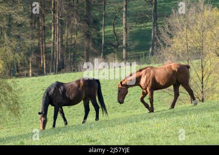 Brown Oldenburger and Hanoverian warmblood horses (Equus ferus caballus) walking together on a pasture in the countryside in Germany Stock Photo