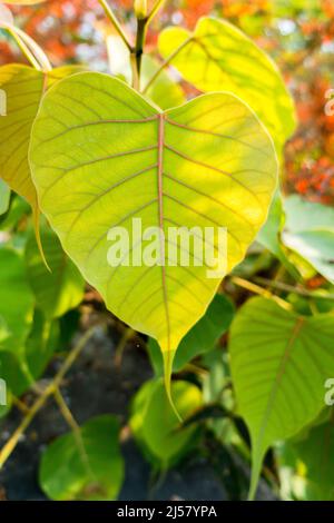 A close up shot of aa sacred fig (Ficus religiosa) leaf. It is also known as the bodhi tree, pippala tree, peepul tree, peepal tree, pipal tree, or as Stock Photo