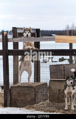 Dog looks like Siberian husky, stands with hind legs on booth, and holds fence in enclosure with front paws and looks forward. Second one is standing Stock Photo