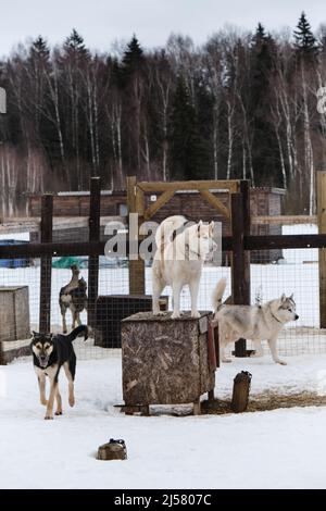 Siberian Husky dogs looks around on the mountain ski snowy slope Stock ...
