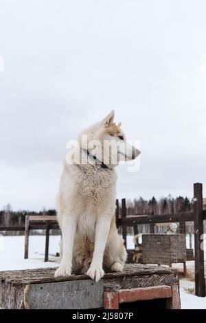 Portrait of red-and-white Siberian husky against light cloudy sky. Beautiful northern riding breed. Dog sits on roof of booth in kennel enclosure and Stock Photo