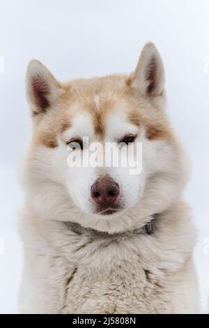 Portrait of red-and-white Siberian husky against light cloudy sky. Beautiful northern riding breed. Smart dog with brown eyes.
