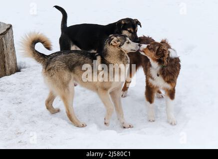 Group of several Alaskan husky puppies on walk on snowy winter day in kennel of northern sled dogs. Adorable cute young dogs. Australian shepherd dog Stock Photo