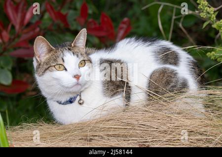 A domestic short haired cat watching birds in the garden Stock Photo