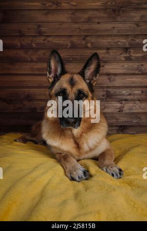 Black and red German Shepherd is lying on bed on a yellow blanket against wooden wall. A charming thoroughbred domestic dog is resting in the room. Stock Photo