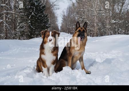Two German and Australian Shepherds are best friends sitting next to each other in winter on snowy forest village road. Aussie puppy red tricolor and Stock Photo