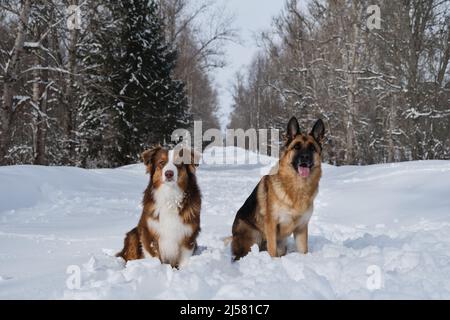Two German and Australian Shepherds are best friends sitting next to each other in winter on snowy forest village road. Aussie puppy red tricolor and Stock Photo