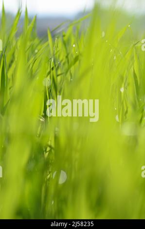 Backlit green grass blades in a meadow Stock Photo