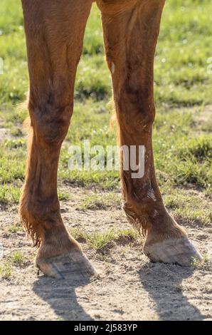 Front side hooves and legs of a brown domestic warmblood horse (Equus ferus caballus) on a dusty pasture in the countryside Stock Photo