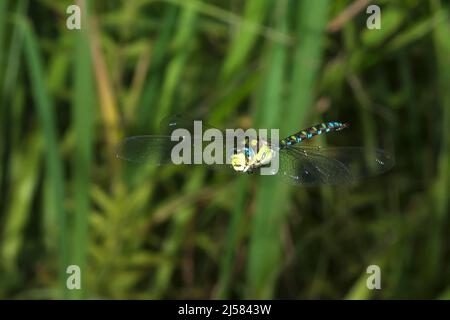 Blaugruene Mosaikjungfer (Asehna cyanea) im Flug ueber Gartenteich