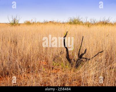 Crops in the clay soil of the Gossan reservoir in Riotinto Stock Photo