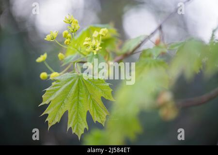 Spitzahorn (Acer platanoides), Bluete und Blatt im Detail, Nordrhein-Westfalen, Deutschland Stock Photo