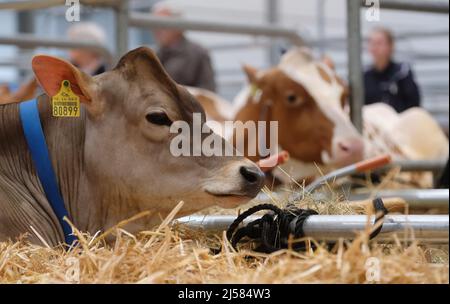 Leipzig, Germany. 21st Apr, 2022. Cattle will be on display at the trade show Agra 2022. The trade show Agra 2022 takes place from 21.04. to 24.04.2022. Credit: Sebastian Willnow/dpa/Alamy Live News Stock Photo