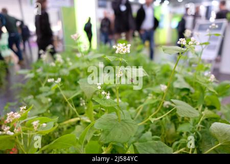 Leipzig, Germany. 21st Apr, 2022. Plants for the establishment of so-called flowering strips on field edges will be shown at the Agra 2022 trade fair. From 21.04. to 24.04.2022 the agricultural fair takes place. Credit: Sebastian Willnow/dpa/Alamy Live News Stock Photo