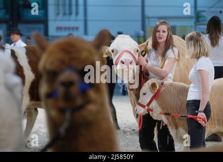 Leipzig, Germany. 21st Apr, 2022. Cattle and alpacas are shown at the opening of the fair Agra 2022. From 21.04. to 24.04.2022 the agricultural fair takes place. Credit: Sebastian Willnow/dpa/Alamy Live News Stock Photo