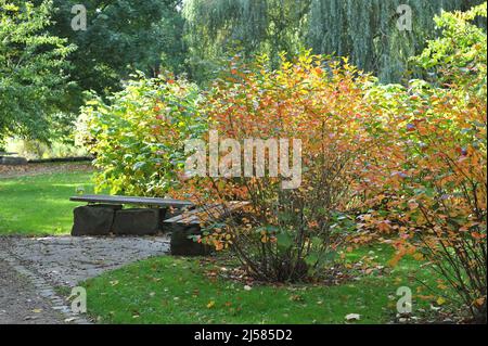 Orange autumn coloration of Juneberry (Amelanchier lamarckii) foliage in October Stock Photo