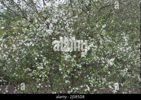 Snowy mespilus (Amelanchier ovalis) blooms in a garden in May Stock Photo