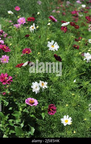 Cosmea (Cosmos bipinnatus) and Zinnia bloom in a garden in July Stock Photo