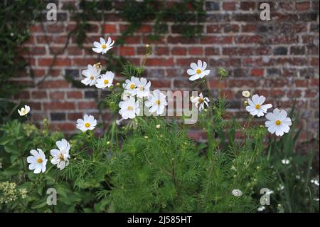 White cosmea (Cosmos bipinnatus) blooms in a garden in July Stock Photo