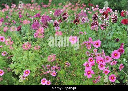 Pink cosmea (Cosmos bipinnatus), spider flower (Cleome) and purple Dahlia bloom in a flower border in a garden in August Stock Photo