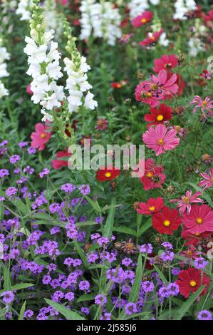 Red cosmea (Cosmos bipinnatus), white common snapdragon (Antirrhinum majus) and violet purpletop vervain (Verbena bonariensis) bloom in a garden Stock Photo