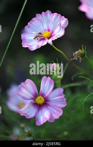 White with pink edges cosmea (Cosmos bipinnatus) Picotee blooms in a garden in September Stock Photo
