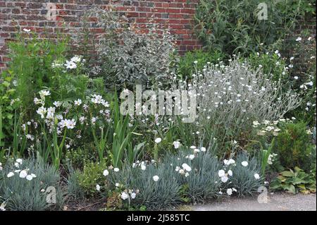 Cosmea (Cosmos bipinnatus), rose campion (Lychnis coronaria) Alba and cheddar pink (Dianthus gratianopolitanus) Albus bloom in a white flower border Stock Photo