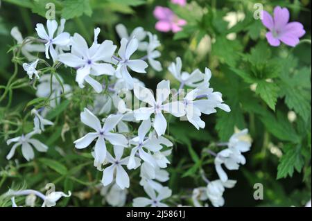 Sweet william (Phlox divaricata) White Perfume blooms in a garden in May Stock Photo