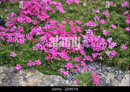 Dark pink tufted phlox (Phlox douglasii) Crackerjack bloom in a garden in May Stock Photo