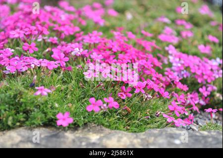Dark pink tufted phlox (Phlox douglasii) Crackerjack bloom in a garden in May Stock Photo