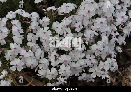 White with a pink eye moss phlox (Phlox subulata) Amazing Grace bloom in a garden in May Stock Photo