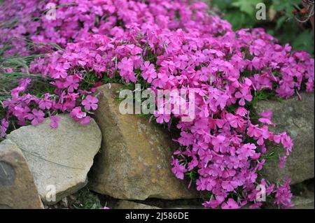 Pink moss phlox (Phlox subulata) McDaniel's Cushion bloom in a garden in May Stock Photo