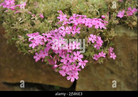 Pink moss phlox (Phlox subulata) Nettleton Variation with variegated foliage bloom in a garden in May Stock Photo