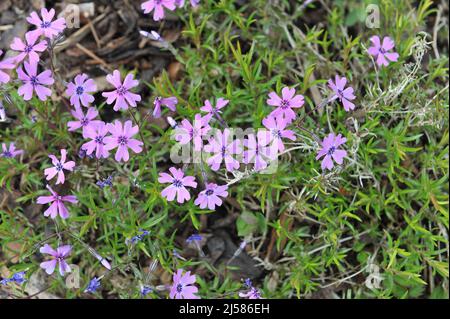 Violet-purple moss phlox (Phlox subulata) Purple Beauty bloom in a garden in May Stock Photo