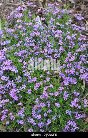 Violet-purple moss phlox (Phlox subulata) Purple Beauty bloom in a garden in May Stock Photo