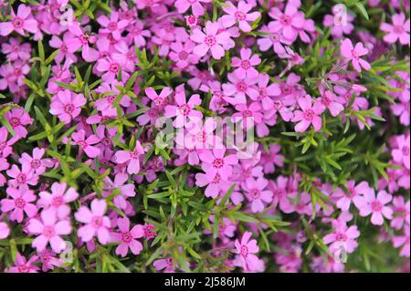 Pink moss phlox (Phlox subulata) Zwergenteppich bloom in a garden in May Stock Photo