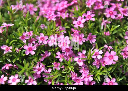 Pink moss phlox (Phlox subulata) Zwergenteppich bloom in a garden in May Stock Photo