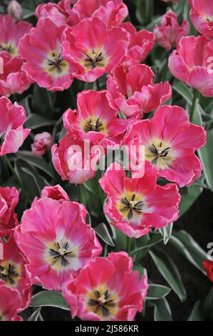 Pink parrot tulips (Tulipa) Elsenburg with variegated foliage bloom in a garden in March Stock Photo