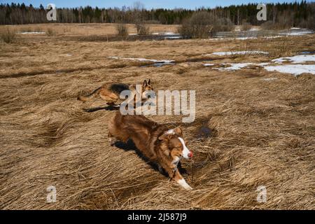 Australian Shepherd puppy with ball in mouth is running around field and German Shepherd is trying to catch up with. Two dogs play catch-up in field w Stock Photo