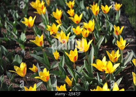 Yellow and red Kaufmanniana tulips (Tulipa) Giuseppe Verdi bloom in a garden in March Stock Photo