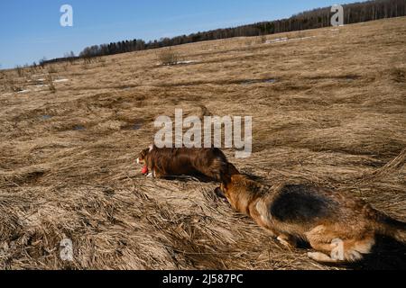 Australian Shepherd puppy with ball in mouth is running around field and German Shepherd is trying to catch up with. Two dogs play catch-up in field w Stock Photo