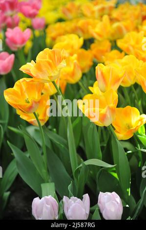 Tulip Orange Dynasty Stock Photo - Alamy