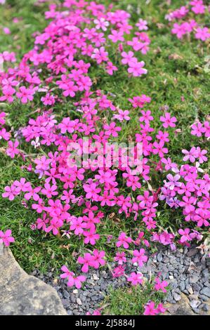 Dark pink tufted phlox (Phlox douglasii) Crackerjack bloom in a garden in May Stock Photo