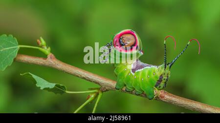 Beautiful caterpillar in a frightening pose, unique animal behaviour Stock Photo
