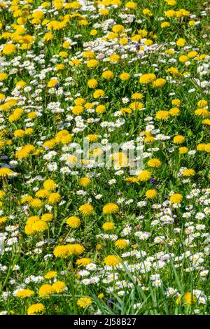 Background of dandelions and daisies in the grass, wildflowers bloom in spring Stock Photo