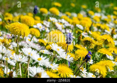 Close up of dandelions and daisies in the grass, wildflowers bloom in spring Stock Photo