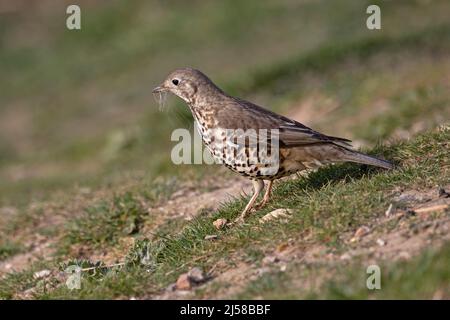 Mistle Thrush (Turdus viscivorus) collecting nesting material Norwich GB UK April 2022 Stock Photo