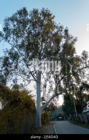 Gum tree, Eucalyptus is a genus of over seven hundred species of flowering trees, shrubs or mallees in the myrtle family, Myrtaceae, they are commonly Stock Photo