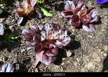 frischer roter salanova - lactuca sativa -  im Hochbeet Stock Photo